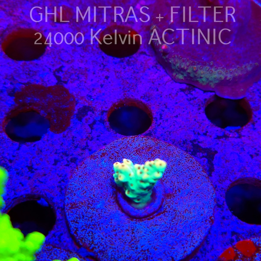 Acropora Jason Fox's Fox Flame Acro (20.02.2025) L4-III-23  2cm