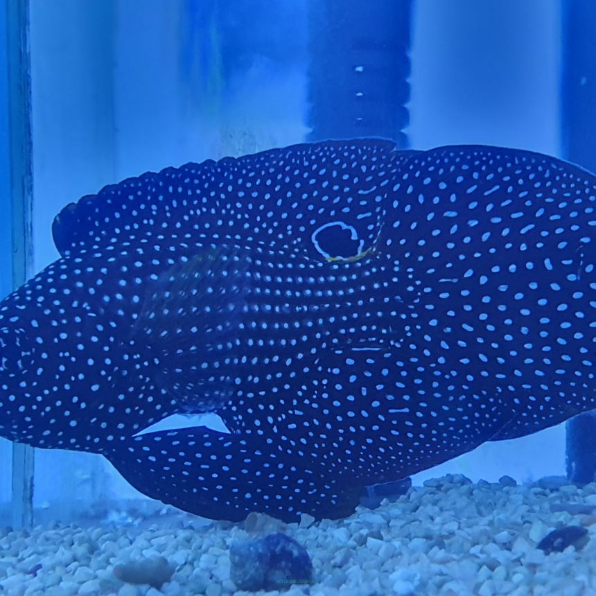 Calloplesiops altivelis (Kometa) 14 cm (Marine Betta, Comet)