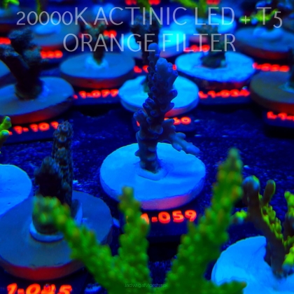 Acropora sp AUSTRALIA (09.10.2025) L1-059  6cm