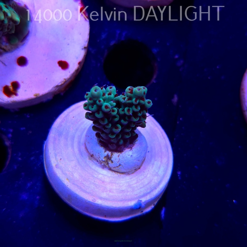 Acropora TG PINK FLOYD ACRO (20.03.2025) L1-I-16  3cm