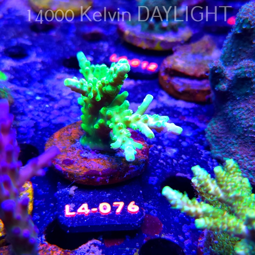 Acropora AUSTERA BANANA (07.01.2026) L4-076  7cm