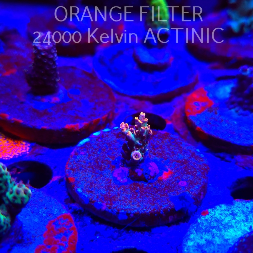  Acropora JMC GOLDEN DRAGON (24.05.2025) L2-II-8  2cm