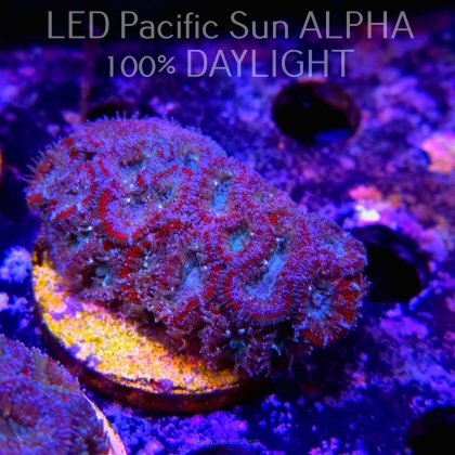 Acanthastrea lordhowensis BLUE GLITTER + RED RINGS (07.03.2024)  6cm