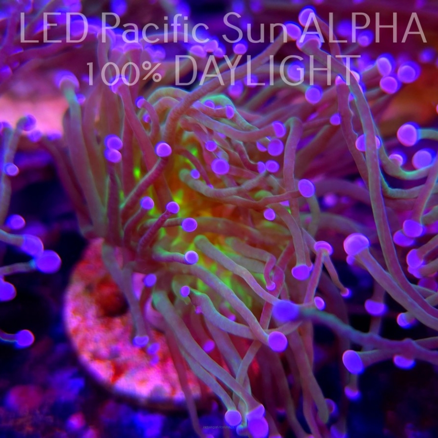 Euphyllia glabrescens TG TOXIC JOKER TORCH (03.11.2024)