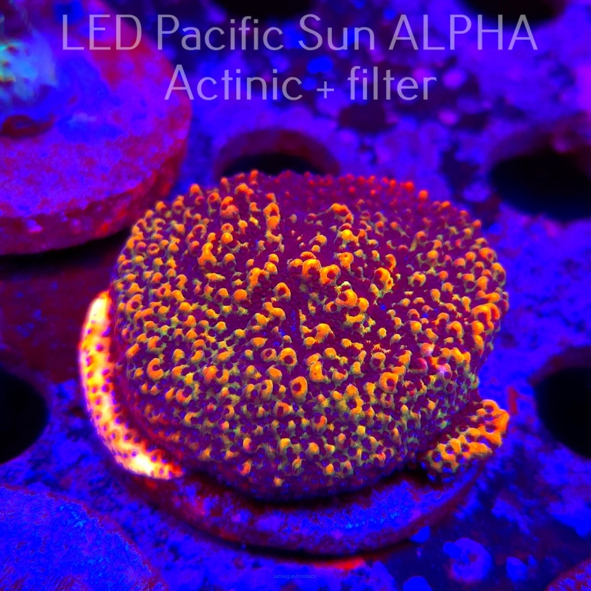  Montipora danae Jason Fox VINO (07.12.2024) L4-III-6  5cm