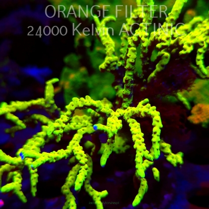 Anacropora WWC SLIMEBALL (09.05.2025) MM1-III-8  12cm