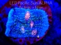 Echinopora lamellosa BLUE RED & YELLOW RARYTAS (12.09.2023) MM3  5cm