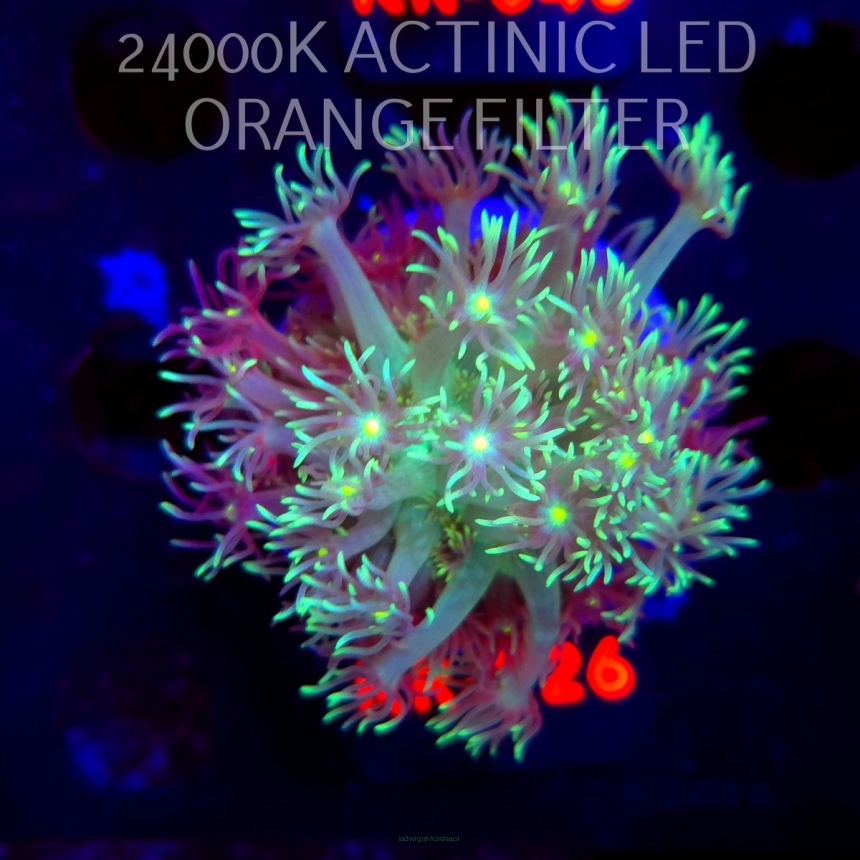 Goniopora LEMON LIME (07.02.2026) KR-026  4cm