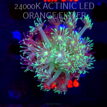 Goniopora LEMON LIME (07.02.2026) KR-026  4cm