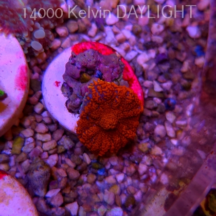Rhodactis GRAND MASTER RED (03.06.2025)  2cm