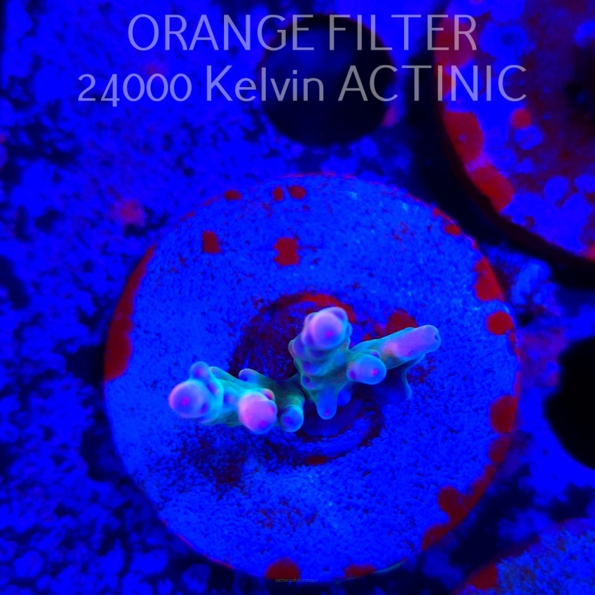 Acropora TSA RAINBOW FEVER (24.05.2025) L2-I-1  3cm