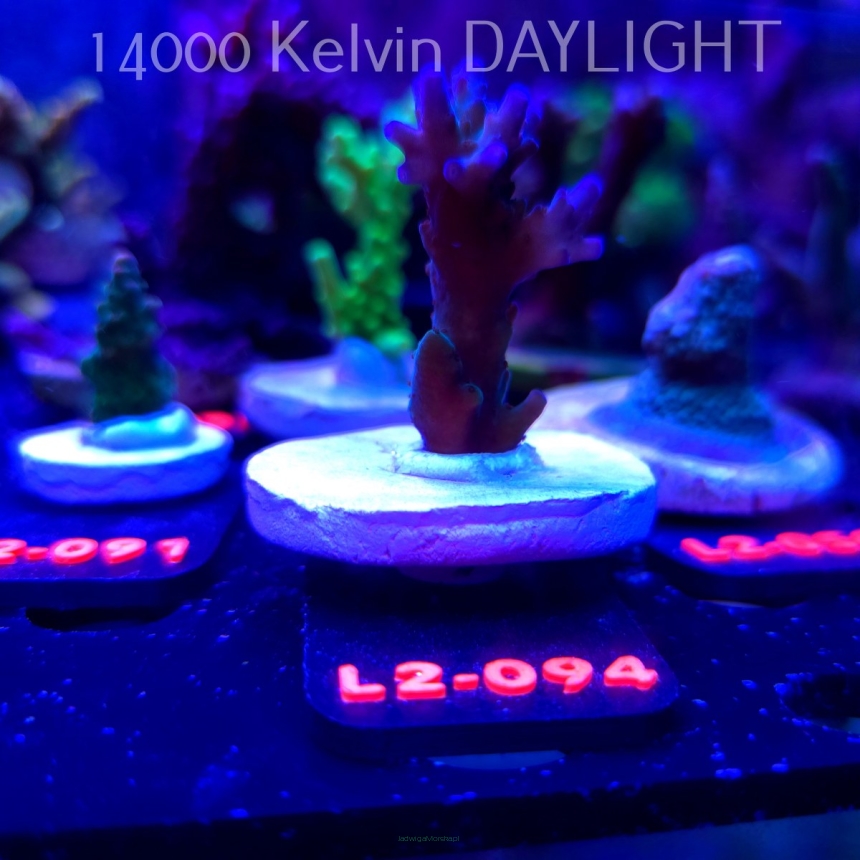 Acropora sp. AUSTRALIA (12.11.2025) L2-094  5cm