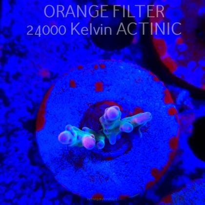 Acropora TSA RAINBOW FEVER (24.05.2025) L2-I-1  3cm