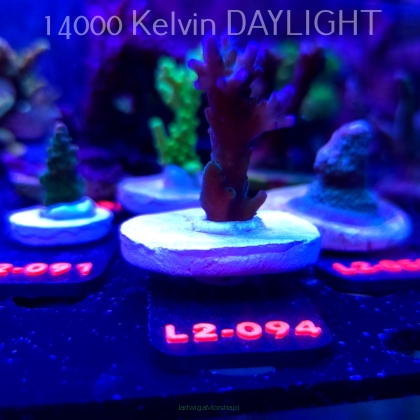 Acropora sp. AUSTRALIA (12.11.2025) L2-094  5cm