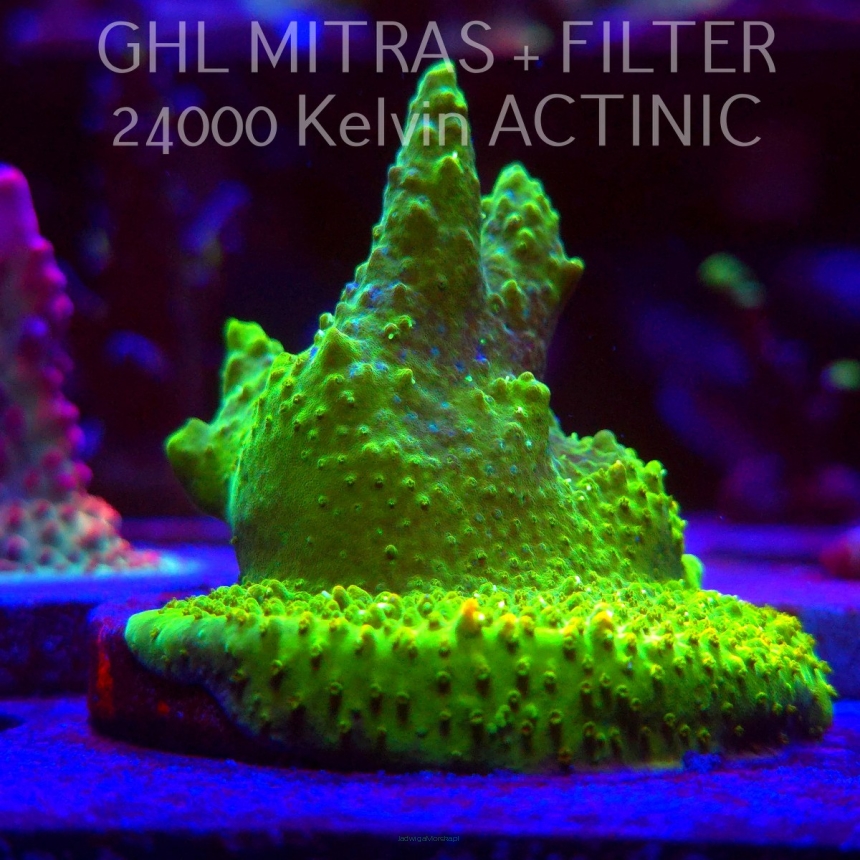 Acropora RR RAINBOW LOOM  (20.02.2025) L4-I-12  6cm