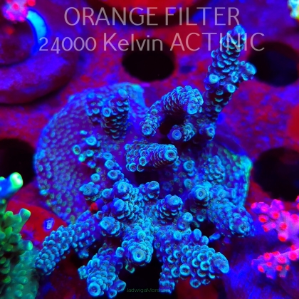 Acropora spathulata BLUE (08.05.2025) MM1-II-12  7cm