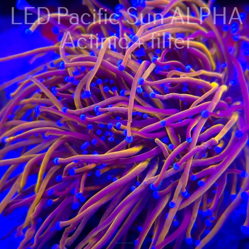  Euphyllia glabrescens NY KNICKS TORCH (03.11.2024)