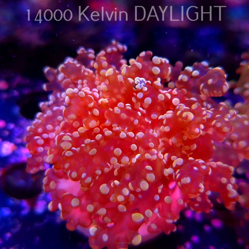 Euphyllia paradivisa Golden Octospawn (09.03.2025)