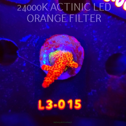 Acropora OG PC RAINBOW (04.01.2026) L3-015  5cm