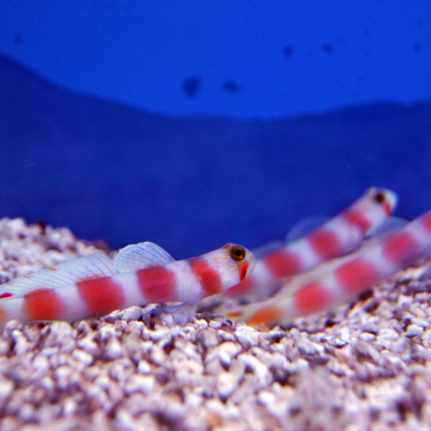 Amblygobius aurora rozmiar 8-9 cm