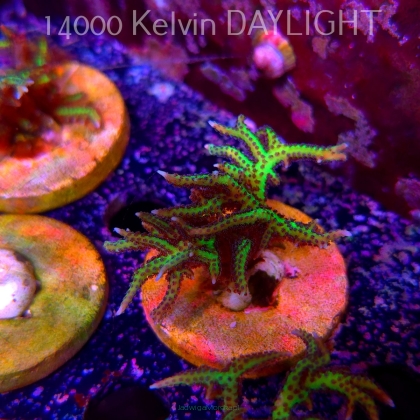 Seriatopora hystrix YELLOW (18.05.2025)  5cm