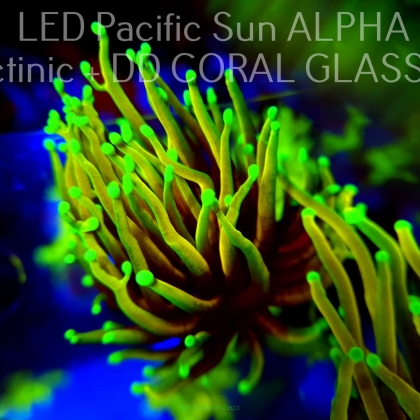 Euphyllia glabrescens DRAGON SOUL (19.11.2023) 1 HEAD