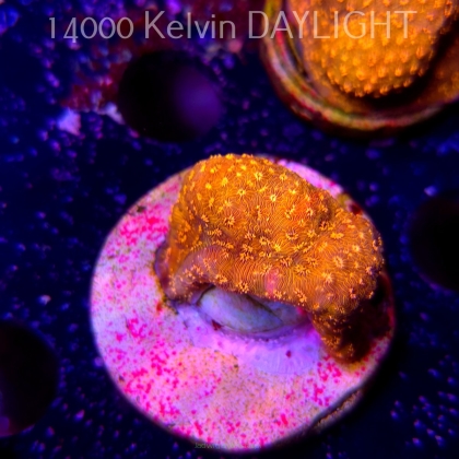 PAVONA MALDIVENSIS ORANGE (18.05.2025)  3cm