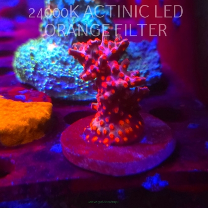 Cyphastrea decadia JF PINK BRANCHING (08.11.2025) MM1-I-39  5cm