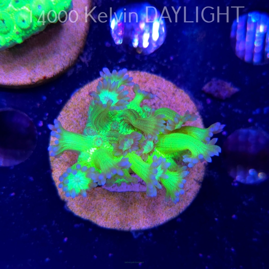 Goniopora JMC TOXIC GLITTER (15.03.2025)  3cm