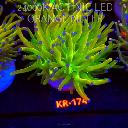 Euphyllia glabrescens OG HOLY GRAIL TORCH (17.01.2026) KR-174