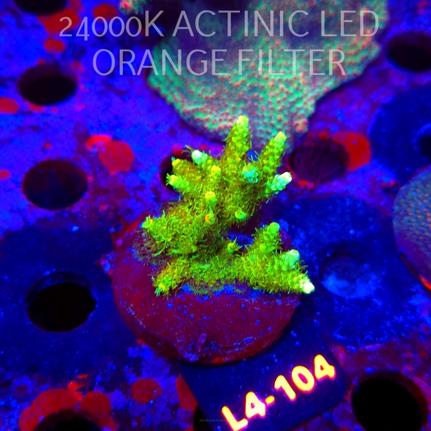 Acropora MILLEPORA SUNSET  (07.01.2026) L4-104  5cm