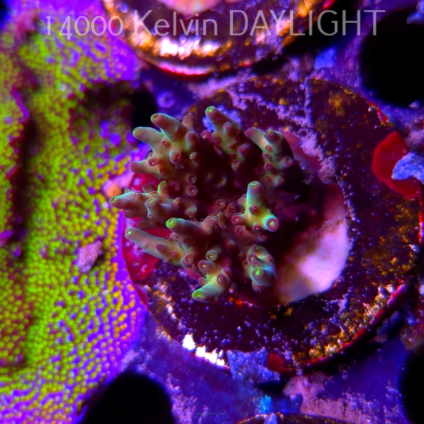 Acropora sp. AUSTRALIA (09.05.2025) MM1-I-28  4cm
