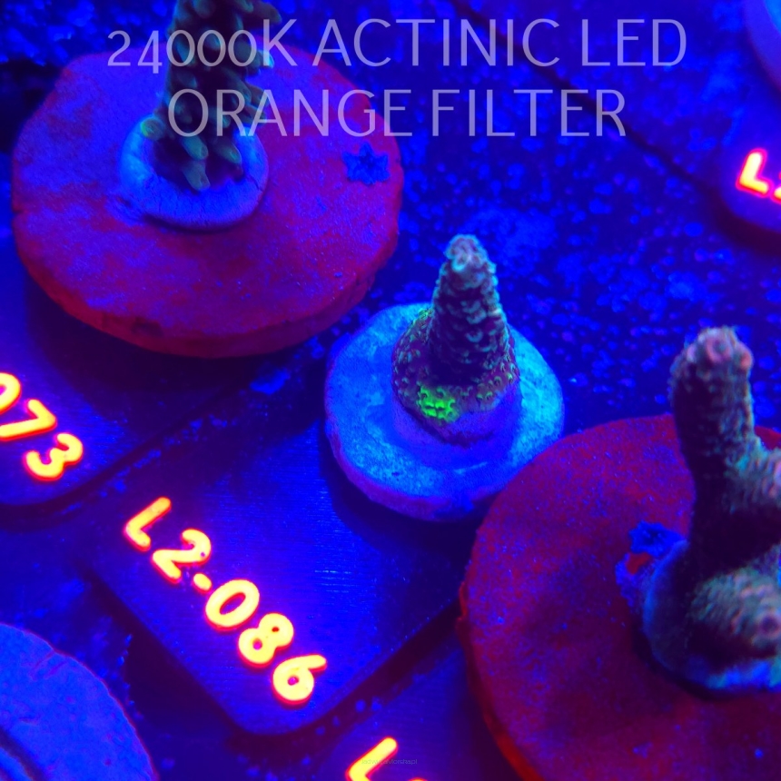 Acropora sp. AUSTRALIA (12.11.2025) L2-086  3cm