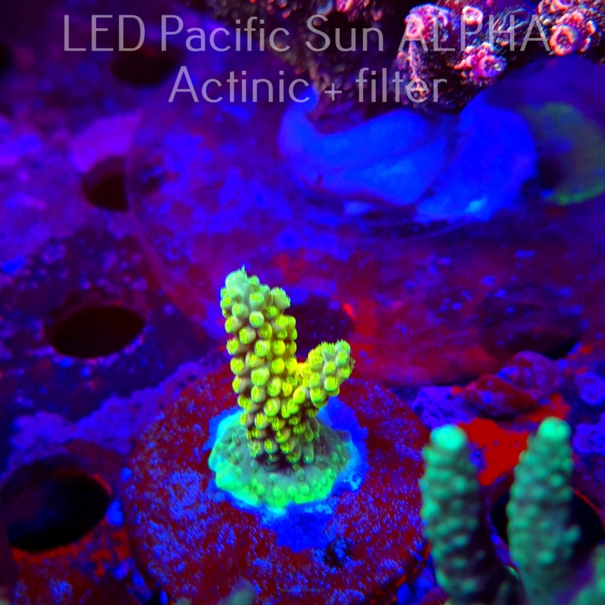 Acropora YELLOW SUNSHINE (02.02.2025) L3-III-10  5cm