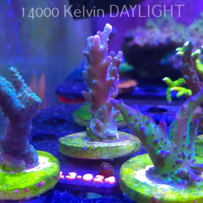 Acropora sp. AUSTRALIA (04.01.2026) L3-024  8cm