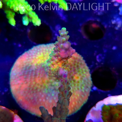 Acropora sp. AUSTRALIA (19.06.2025) L3-III-10  5cm