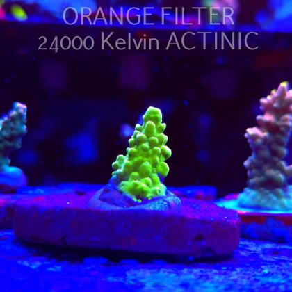 Acropora sp AUSTRALIA (24.05.2025) L2-I-7  2cm