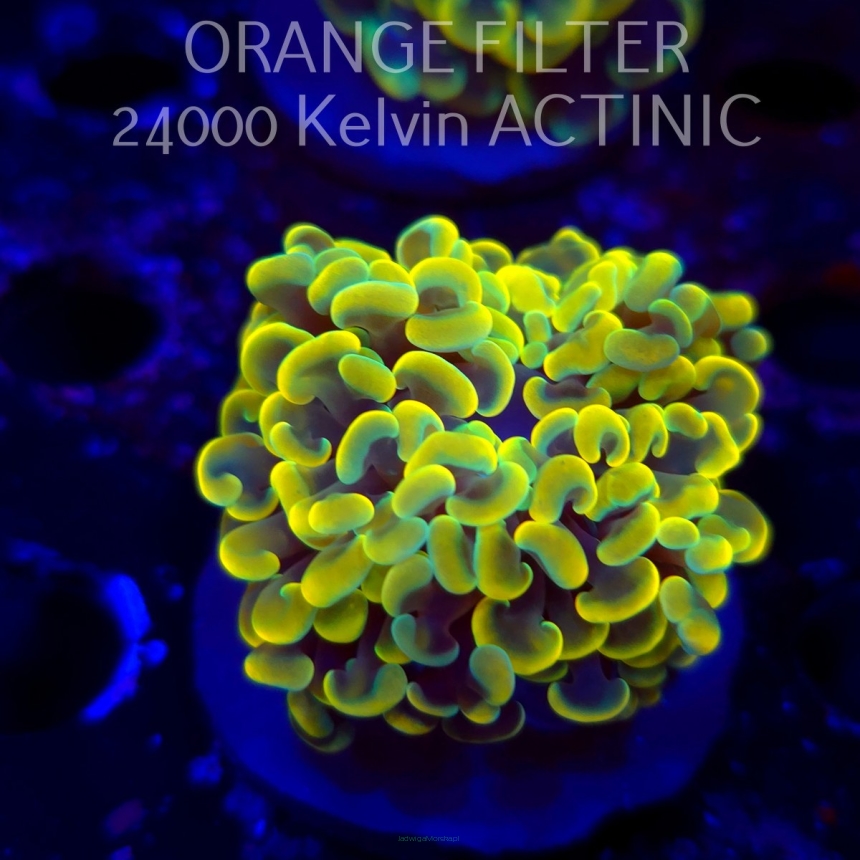  K.O. Euphyllia paraancora AUSSIE GOLD HAMMER (12.12.2025)  1 HEAD