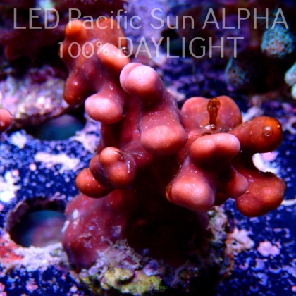 Blue Ridge Coral - Heliopora coerulea - Blue Fire Coral (09.04.2022)