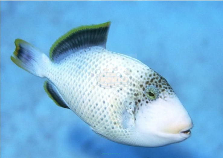 Pseudobalistes flavimarginatus 6 cm