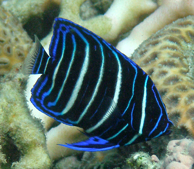 Euxiphipops Sexstriatus rozmiar 10 cm (Six Bar Angel)