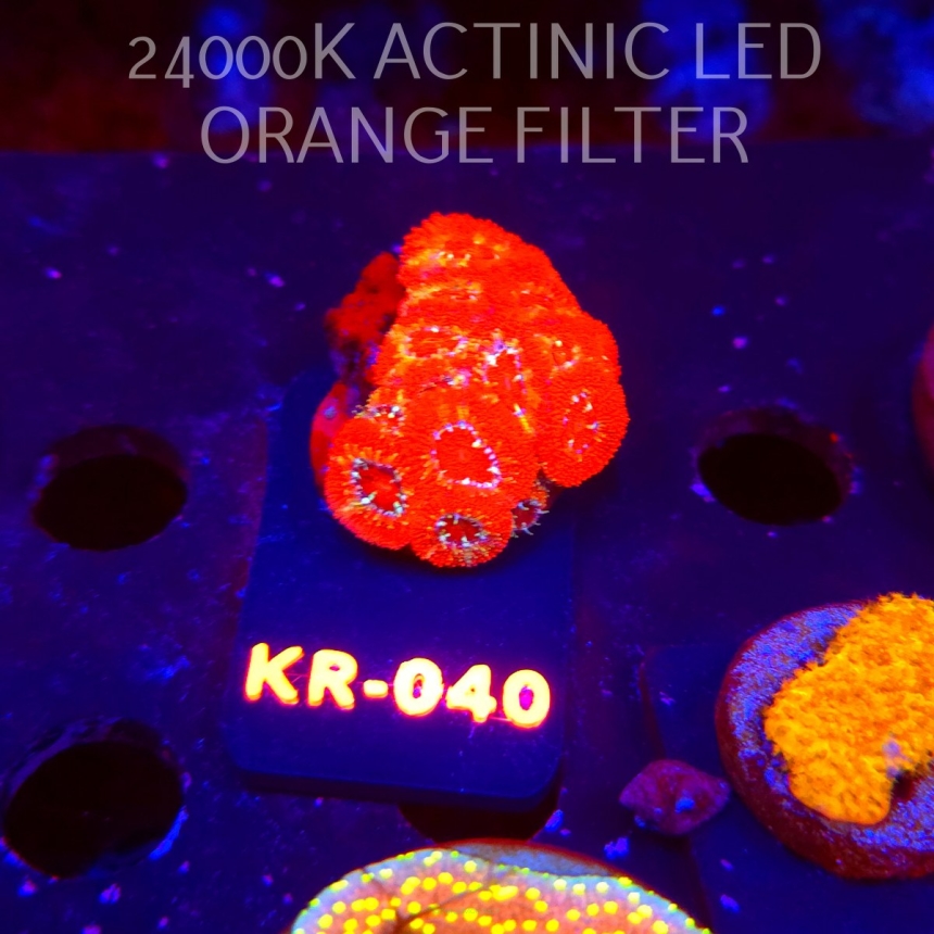 Micromussa amakusensis RED ULTRA (06.12.2025) KR-040  4cm