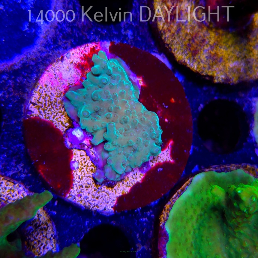 Acropora sp. AUSTRALIA (21.06.2025) L4-I-37  3cm