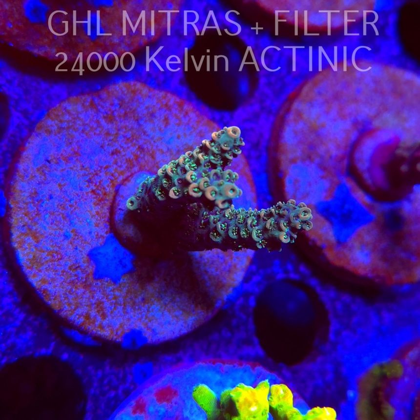 Acropora sp. AUSTRALIA (20.02.2025) L4-I-37  4cm