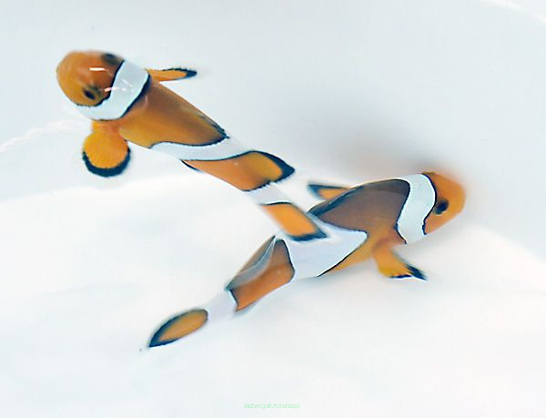 Amphiprion ocellaris TANK BRED  4-5cm