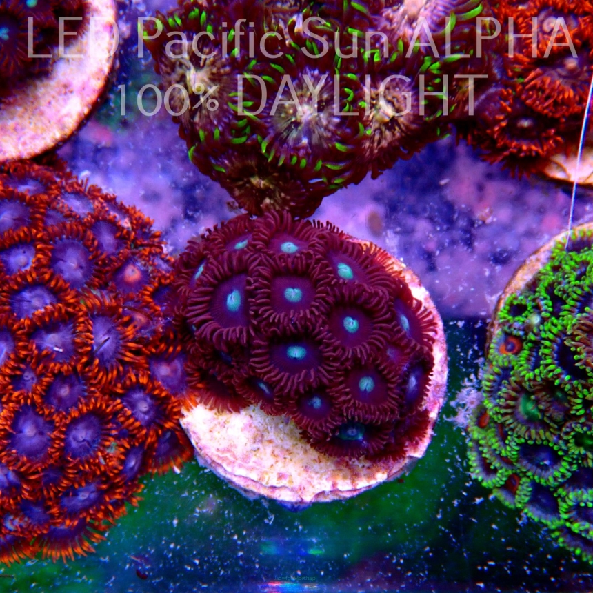 Zoanthus RED PEOPLE EATER ZOA (25.05.2022) SH1  20P+