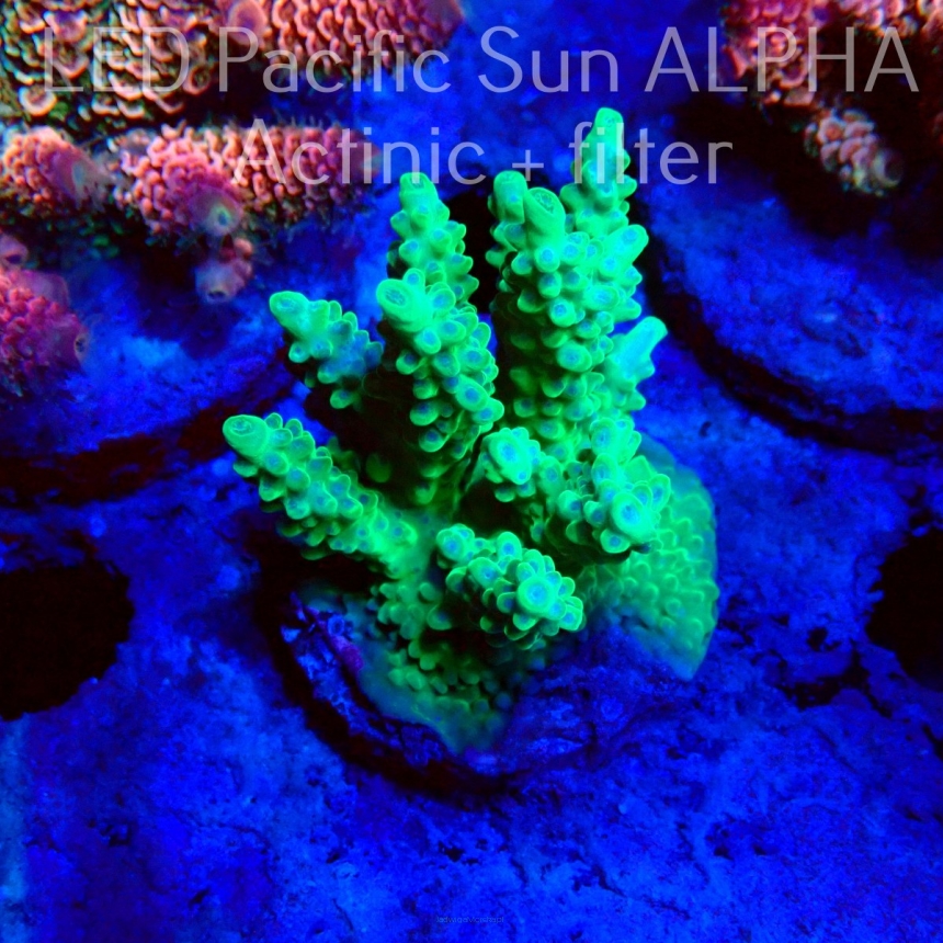 Acropora sp. AUSTRALIA (08.06.2022) MM3-III-5  5cm