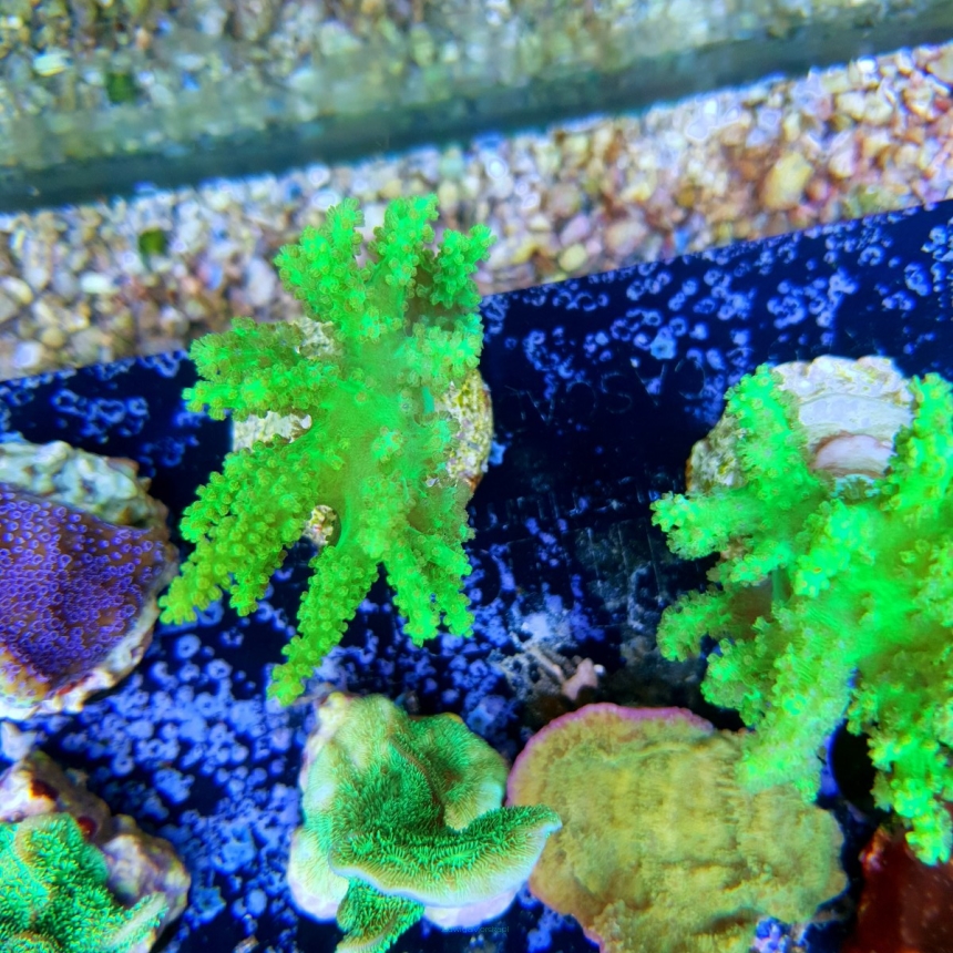 Sinularia FIJI ultra fluo green RARYTAS