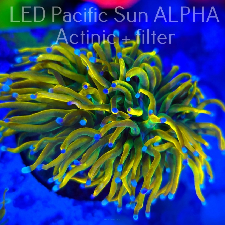  Euphyllia glabrescens ORIGINAL AUSSIE BANANA TORCH 1+ HEAD (03.11.2024)