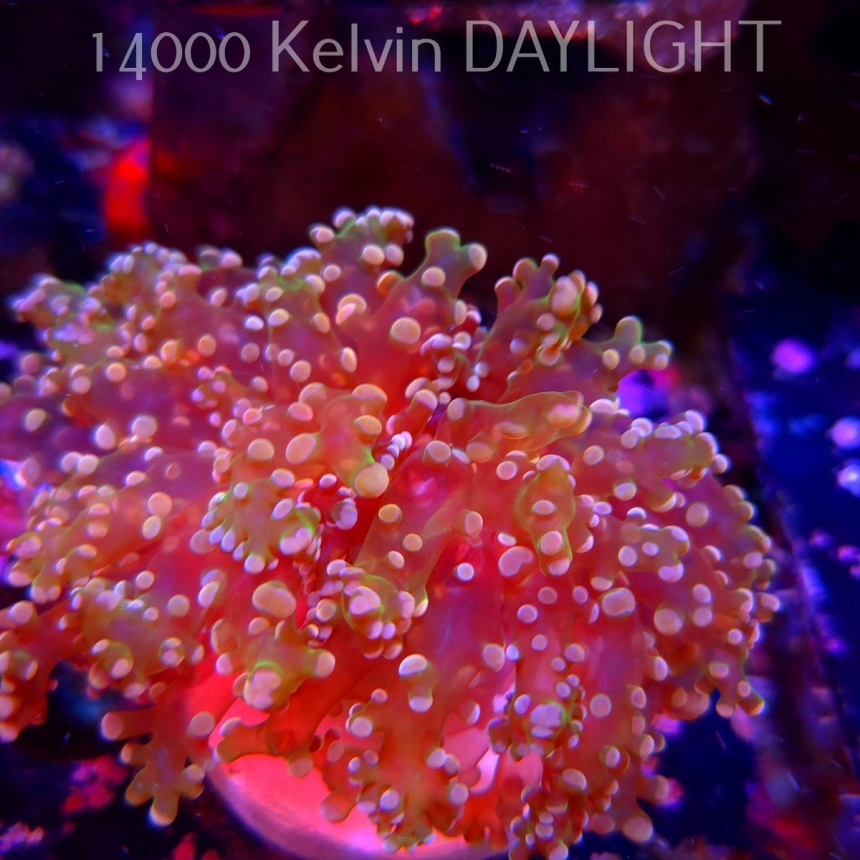 Euphyllia paradivisa Golden Octospawn (09.03.2025)